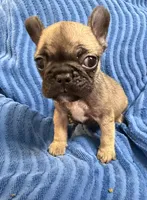Rosie, a female French Bulldog for sale in Peoria, IL – 9 of 10
