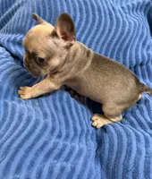 Rosie, a female French Bulldog for sale in Peoria, IL – 8 of 10