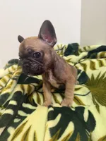 Rosie, a female French Bulldog for sale in Peoria, IL – 7 of 10