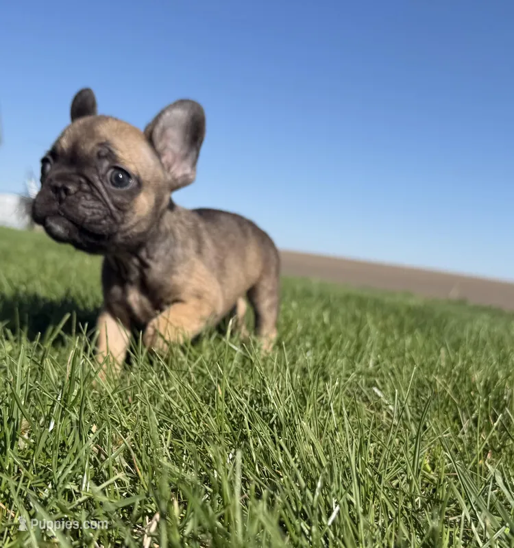 Rosie – French Bulldog puppy for sale in Peoria, IL