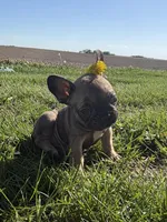Rosie, a female French Bulldog for sale in Peoria, IL – 3 of 10