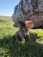 Rosie, a female French Bulldog for sale in Peoria, IL – 5 of 10