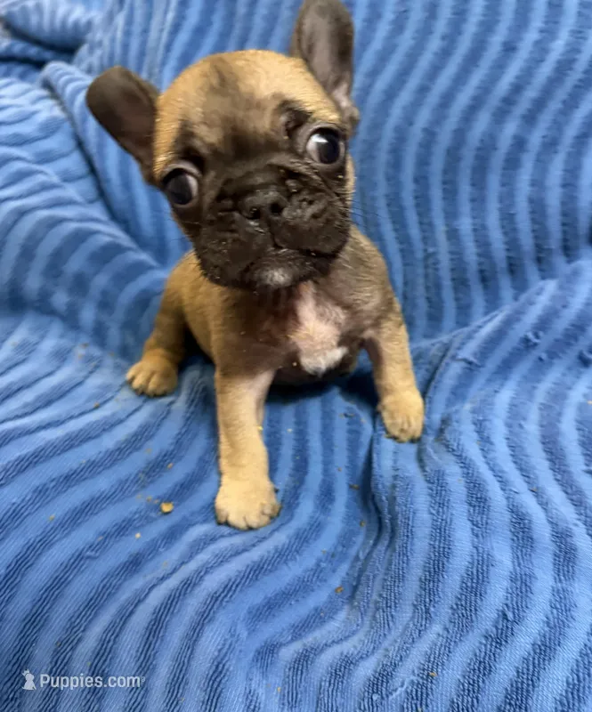 Rosie – French Bulldog puppy for sale in Peoria, IL