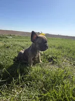 Rosie, a female French Bulldog for sale in Peoria, IL – 4 of 10