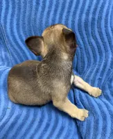Rosie, a female French Bulldog for sale in Peoria, IL – 10 of 10