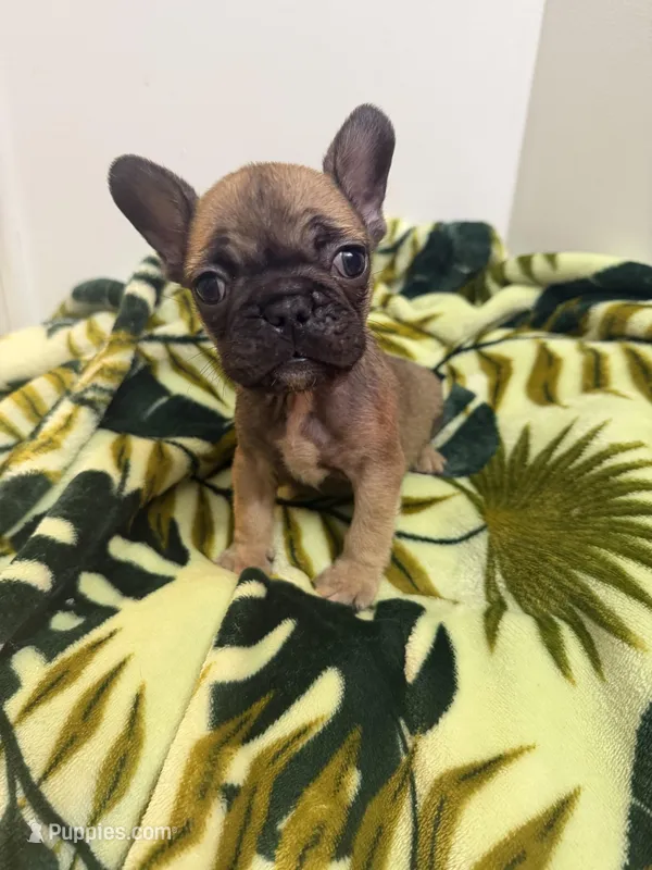 Rosie – French Bulldog puppy for sale in Peoria, IL
