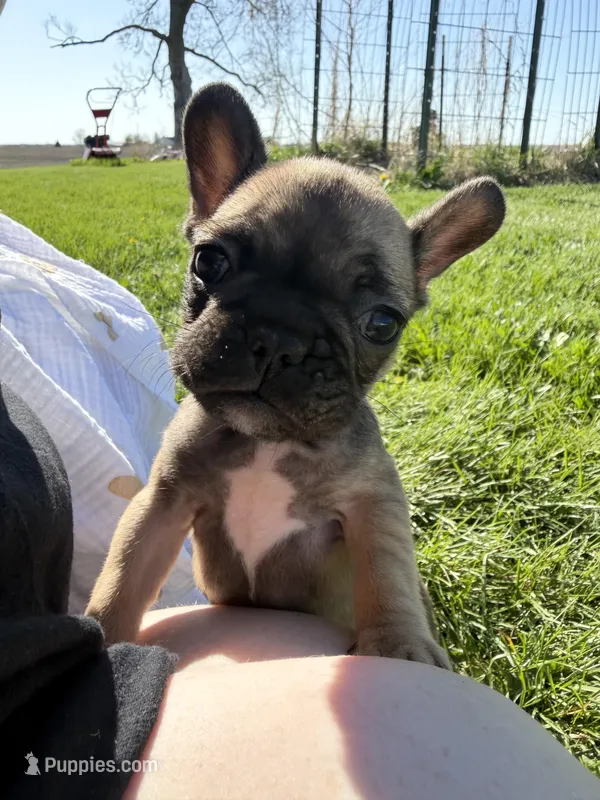 Rosie – French Bulldog puppy for sale in Peoria, IL
