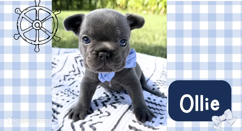 Ollie – French Bulldog puppy for sale in Speer, IL