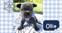 Ollie, a male French Bulldog for sale in Speer, IL – 1 of 4