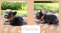 Charlotte, a female French Bulldog for sale in Speer, IL – 4 of 5