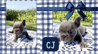 CJ, a male French Bulldog for sale in Speer, IL – 7 of 9