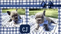 CJ, a male French Bulldog for sale in Speer, IL – 6 of 9