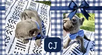 CJ, a male French Bulldog for sale in Speer, IL – 3 of 9