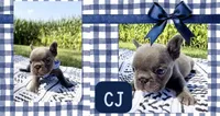 CJ, a male French Bulldog for sale in Speer, IL – 4 of 9