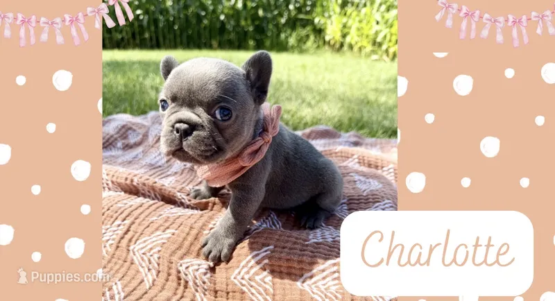 Charlotte – French Bulldog puppy for sale in Speer, IL