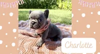 Charlotte, a female French Bulldog for sale in Speer, IL – 1 of 5