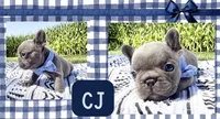 CJ, a male French Bulldog for sale in Speer, IL – 9 of 9