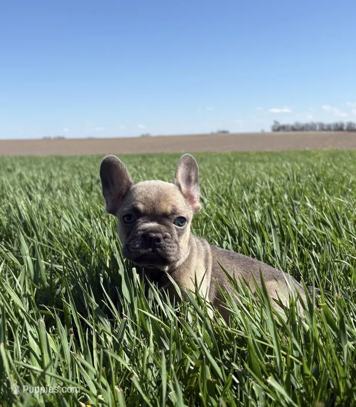 Benji – French Bulldog puppy for sale in Peoria, IL