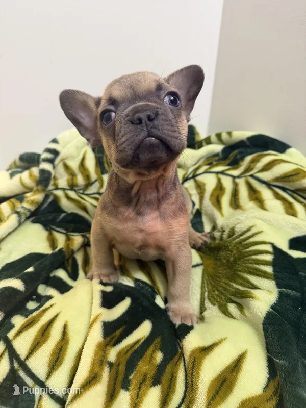 Benji – French Bulldog puppy for sale in Peoria, IL