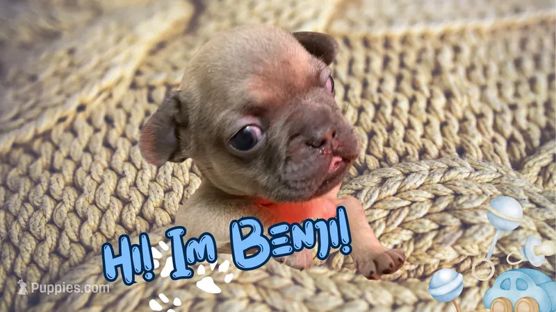 Benji – French Bulldog puppy for sale in Peoria, IL