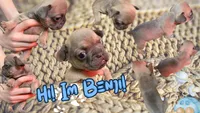 Benji, a male French Bulldog for sale in Peoria, IL – Photo 2 of 2