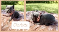 Charlotte, a female French Bulldog for sale in Speer, IL – 3 of 5