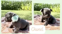 Chanel, a female French Bulldog for sale in Speer, IL – 4 of 5