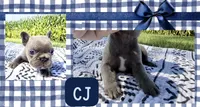 CJ, a male French Bulldog for sale in Speer, IL – 8 of 9