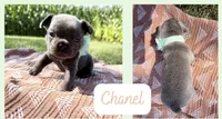 Chanel, a female French Bulldog for sale in Speer, IL – 5 of 5