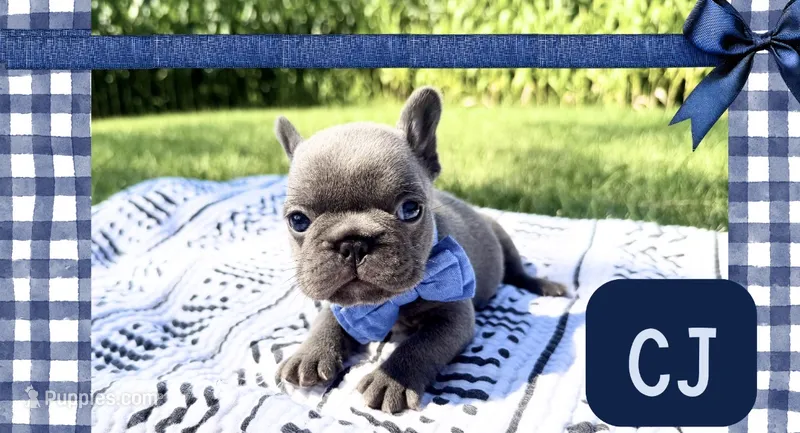 CJ – French Bulldog puppy for sale in Speer, IL
