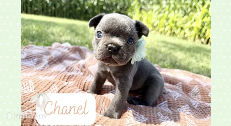 Chanel – French Bulldog puppy for sale in Speer, IL