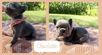 Charlotte, a female French Bulldog for sale in Speer, IL – 5 of 5