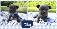 Ollie, a male French Bulldog for sale in Speer, IL – 2 of 4