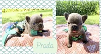 Prada , a female French Bulldog for sale in Speer, IL – 5 of 5