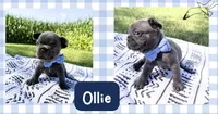 Ollie, a male French Bulldog for sale in Speer, IL – 4 of 4