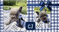 CJ, a male French Bulldog for sale in Speer, IL – 5 of 9
