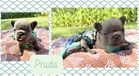 Prada , a female French Bulldog for sale in Speer, IL – 2 of 5