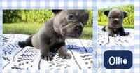 Ollie, a male French Bulldog for sale in Speer, IL – 3 of 4