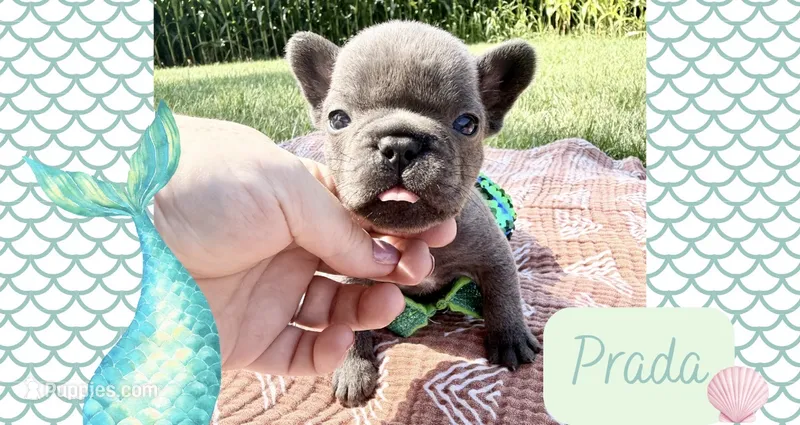 Prada  – French Bulldog puppy for sale in Speer, IL