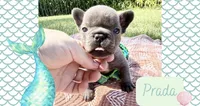 Prada , a female French Bulldog for sale in Speer, IL – 1 of 5