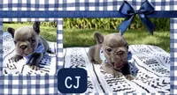 CJ, a male French Bulldog for sale in Speer, IL – 2 of 9