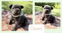Chanel, a female French Bulldog for sale in Speer, IL – 3 of 5
