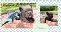 Prada , a female French Bulldog for sale in Speer, IL – 3 of 5