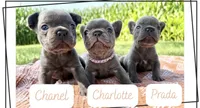 Prada , a female French Bulldog for sale in Speer, IL – 4 of 5