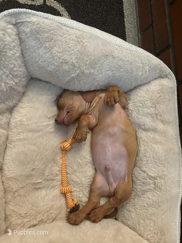 Winston – Dachshund puppy for sale in Rancho Cucamonga, CA