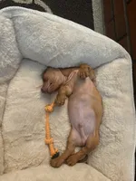 Winston, a male Dachshund for sale in Rancho Cucamonga, CA – 1 of 3