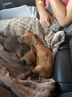 Winston, a male Dachshund for sale in Rancho Cucamonga, CA – 2 of 3