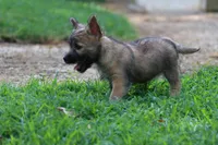 Heath Pup 3, a male Cairn Terrier for sale in Lexington, NC – Photo 3 of 6