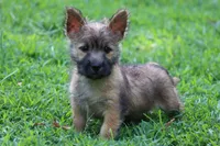Heath Pup 3, a male Cairn Terrier for sale in Lexington, NC – Photo 1 of 6