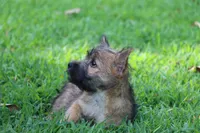 Heath Pup 3, a male Cairn Terrier for sale in Lexington, NC – Photo 4 of 6